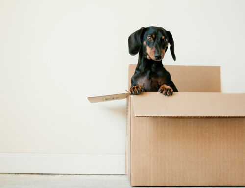 Tips for Moving Home